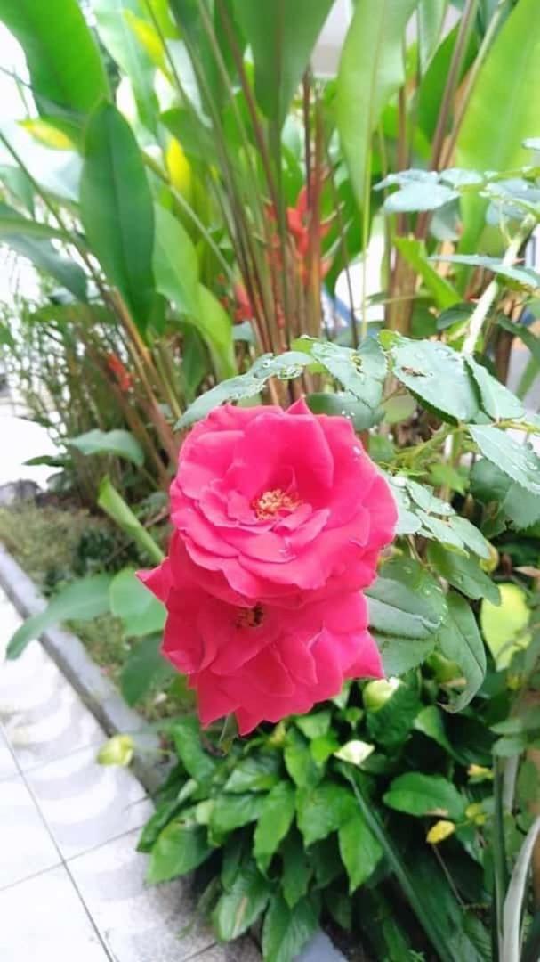 Pousada Vila Do Sonho 파라티 외부 사진